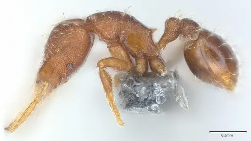 Strumigenys mayri - CASENT0374950