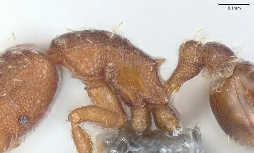 Strumigenys mayri - CASENT0374950