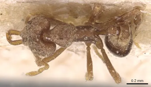 Strumigenys mayri - CASENT0904945