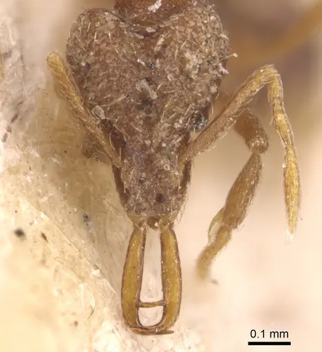 Strumigenys mayri - CASENT0904945