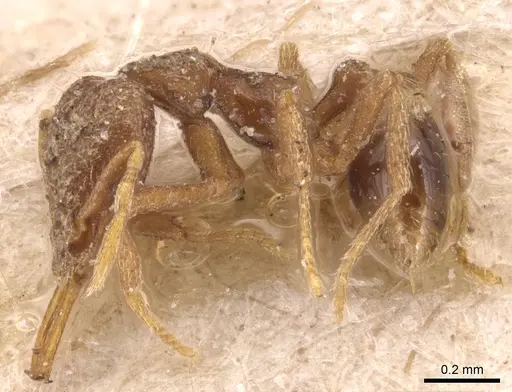 Strumigenys mayri - CASENT0904945