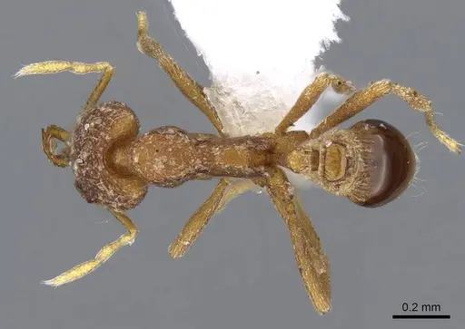 Strumigenys mayri - CASENT0914846