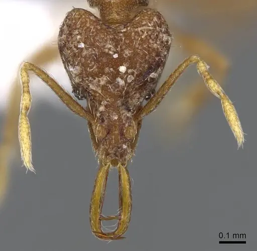 Strumigenys mayri - CASENT0914846