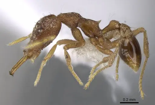 Strumigenys mayri - CASENT0914846