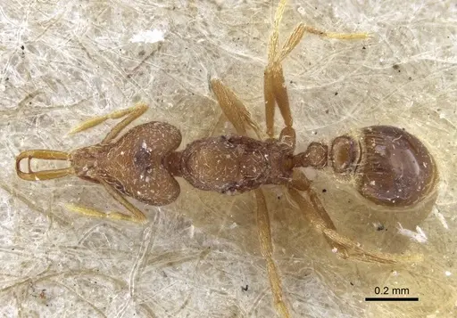 Strumigenys mayri - CASENT0916688