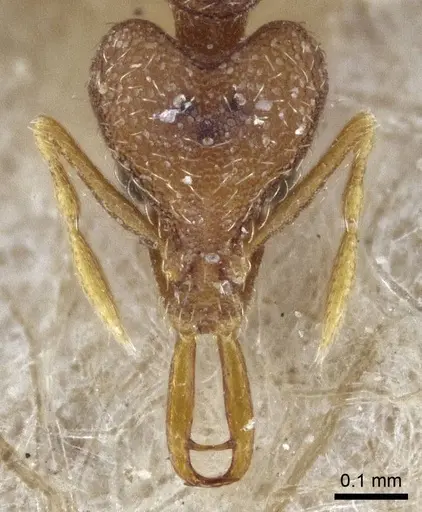 Strumigenys mayri - CASENT0916688