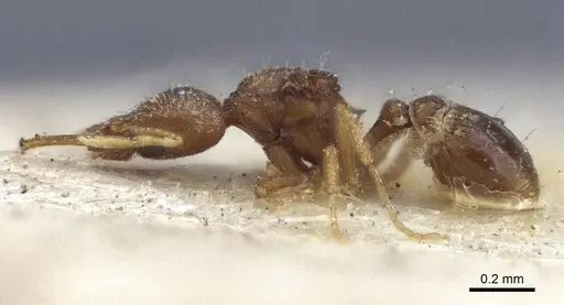 Strumigenys mayri - CASENT0916688