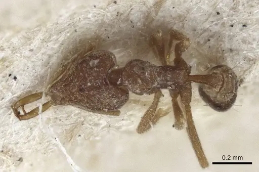 Strumigenys mayri - CASENT0916689