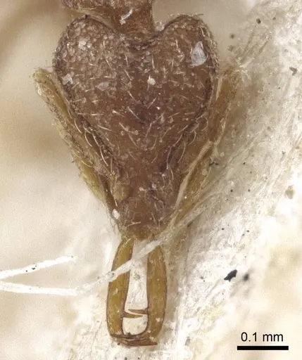 Strumigenys mayri - CASENT0916689