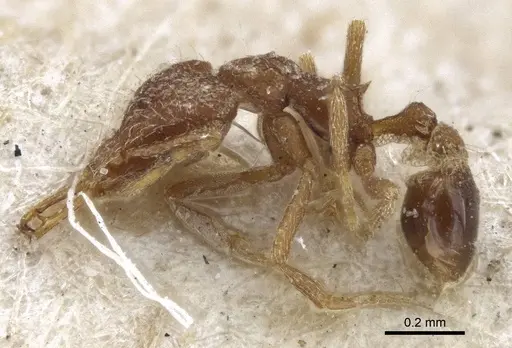 Strumigenys mayri - CASENT0916689