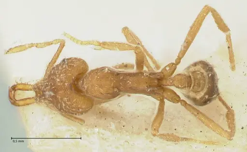 Strumigenys mayri - FOCOL2157