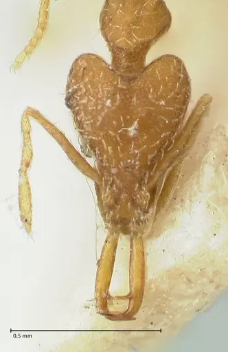 Strumigenys mayri - FOCOL2157