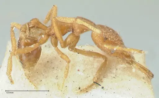 Strumigenys mayri - FOCOL2157