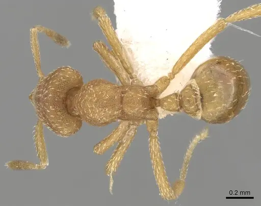 Strumigenys media specimen