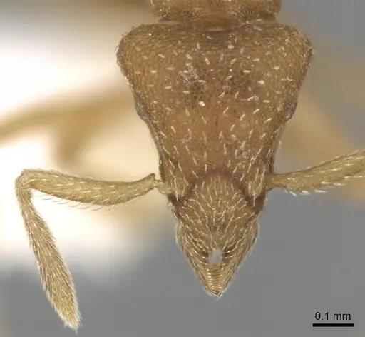 Strumigenys media specimen