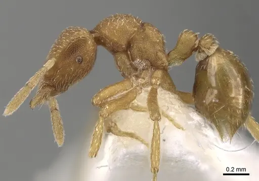 Strumigenys media specimen