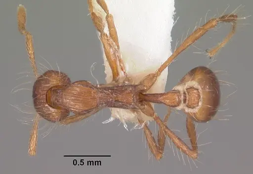 Strumigenys medusa specimen