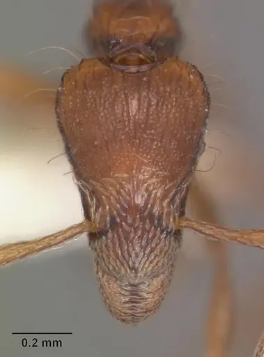 Strumigenys medusa specimen