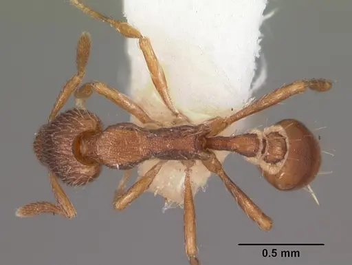 Strumigenys megaera specimen