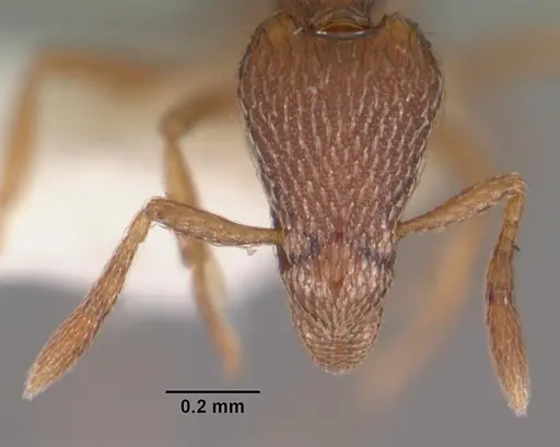 Strumigenys megaera specimen