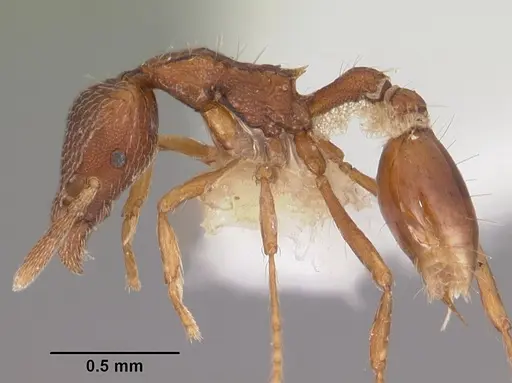 Strumigenys megaera specimen