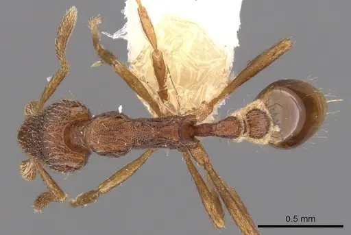 Strumigenys megaera - CASENT0900125