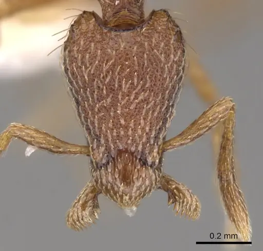 Strumigenys megaera - CASENT0900125