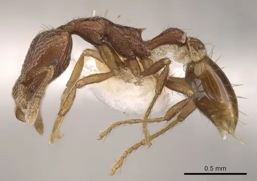 Strumigenys megaera - CASENT0900125