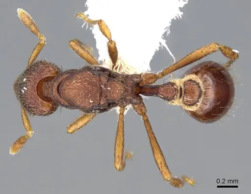 Strumigenys megaera - CASENT0914626