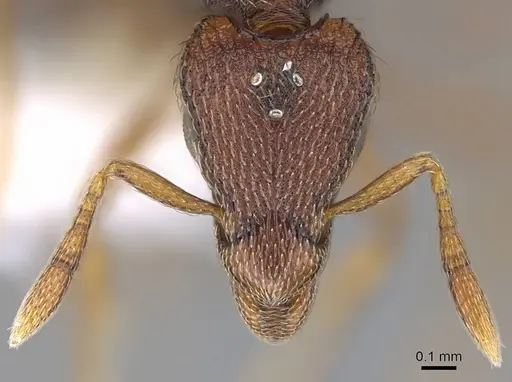 Strumigenys megaera - CASENT0914626