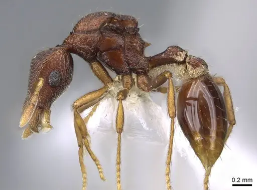 Strumigenys megaera - CASENT0914626