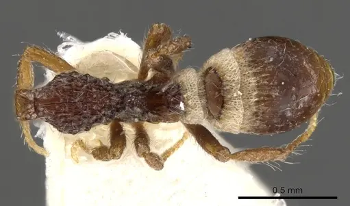 Strumigenys mekaha specimen