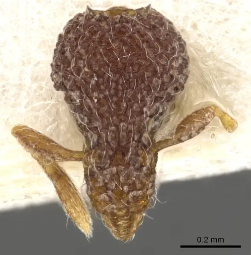 Strumigenys mekaha specimen