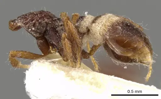 Strumigenys mekaha specimen