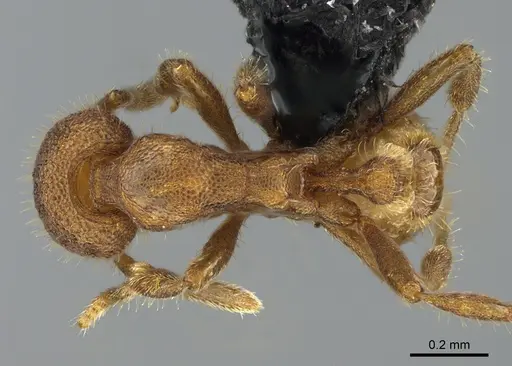 Strumigenys memorialis specimen