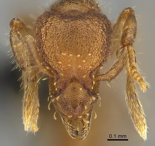 Strumigenys memorialis specimen