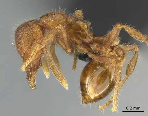 Strumigenys memorialis specimen