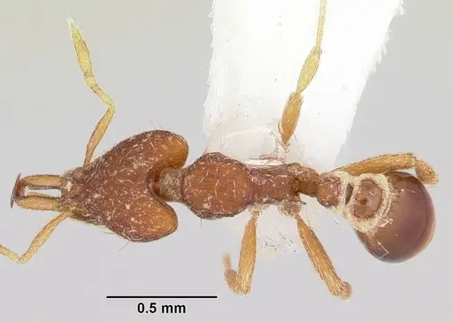 Strumigenys mendezi specimen