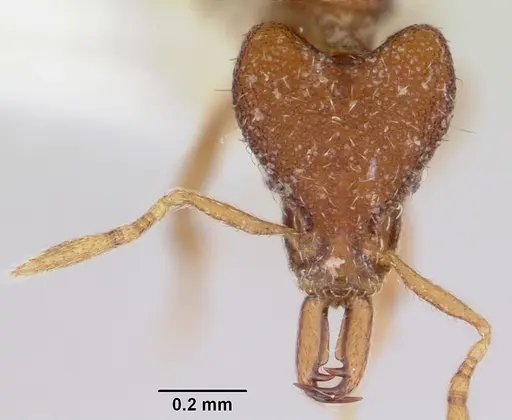 Strumigenys mendezi specimen