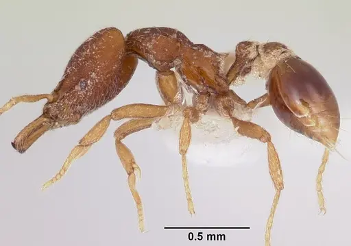 Strumigenys mendezi specimen