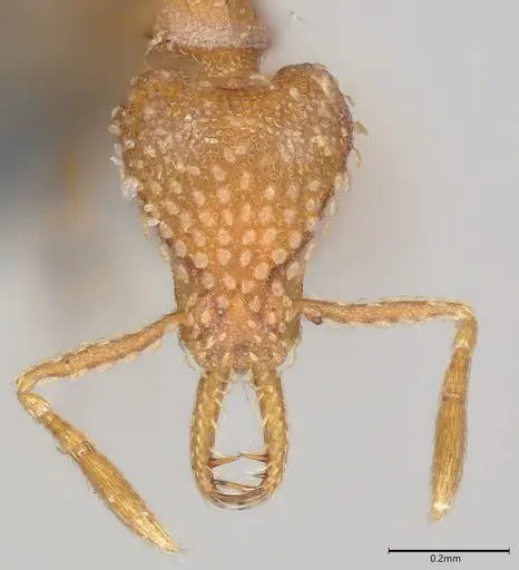 Strumigenys mesahyla specimen