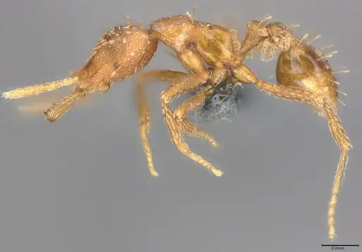 Strumigenys mesahyla specimen