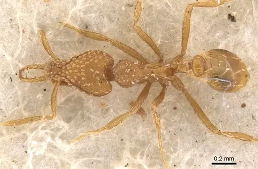 Strumigenys mesahyla - CASENT0900632