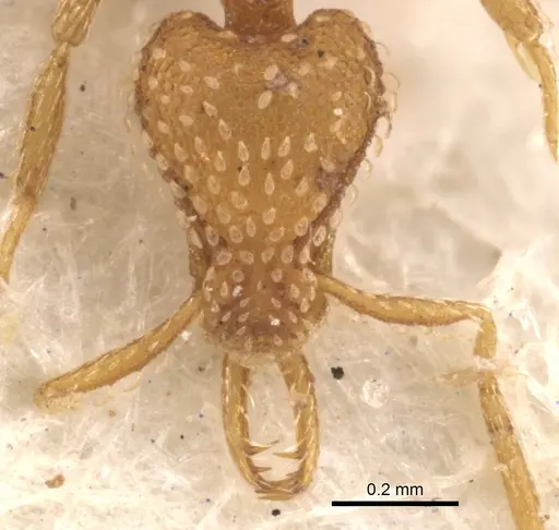 Strumigenys mesahyla - CASENT0900632