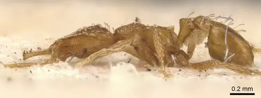 Strumigenys mesahyla - CASENT0900632