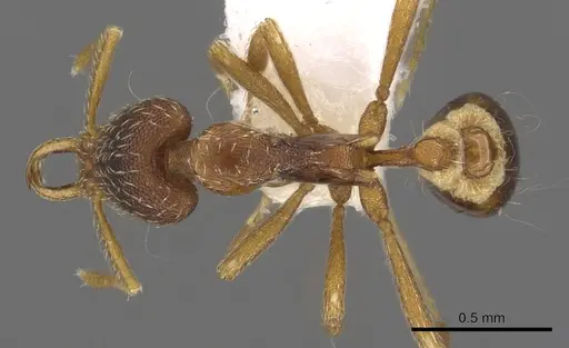 Strumigenys mesedsura specimen