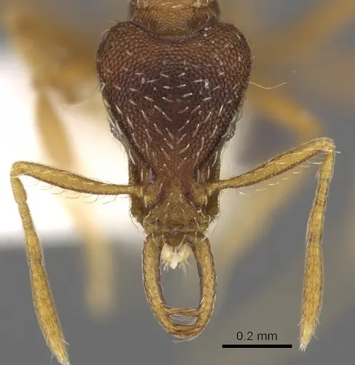 Strumigenys mesedsura specimen