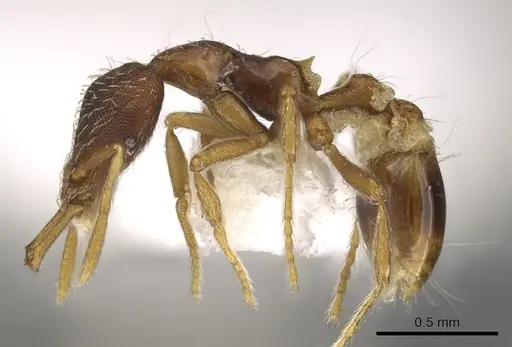 Strumigenys mesedsura specimen