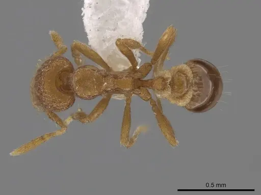 Strumigenys metazytes specimen