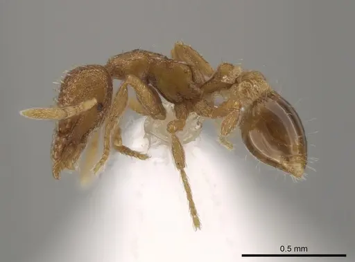 Strumigenys metazytes specimen